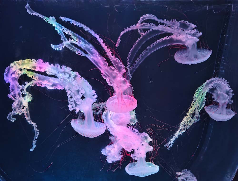 融创海世界